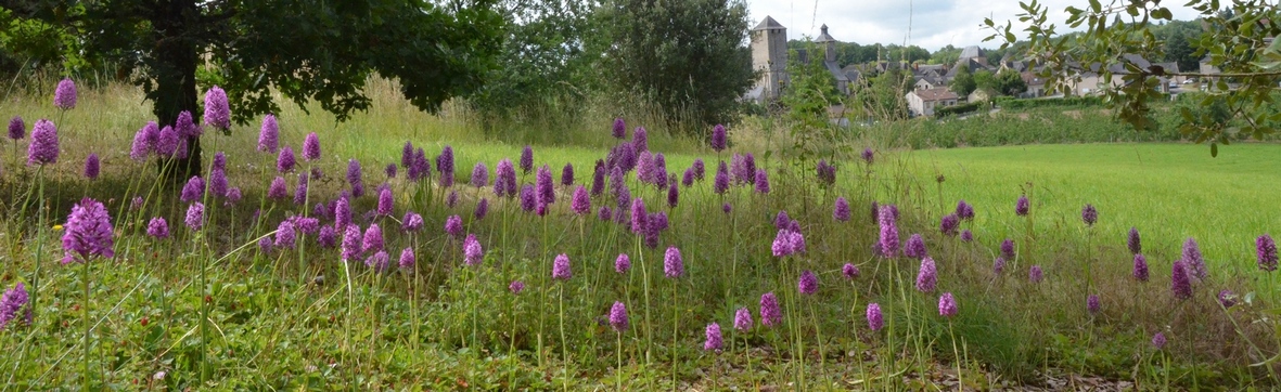 orchis pyramidal_1.JPG